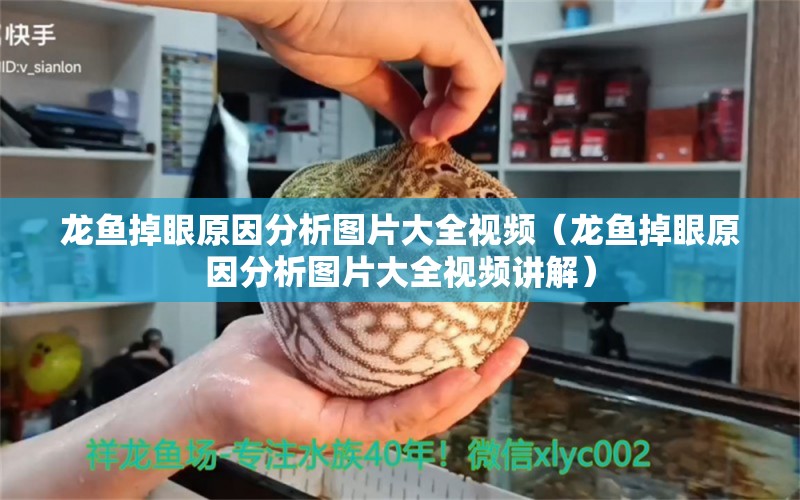 龍魚掉眼原因分析圖片大全視頻（龍魚掉眼原因分析圖片大全視頻講解）