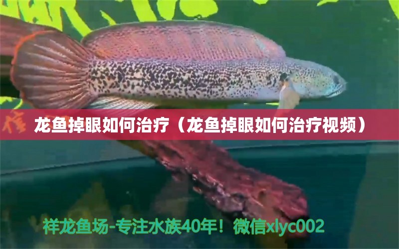 龍魚掉眼如何治療（龍魚掉眼如何治療視頻）