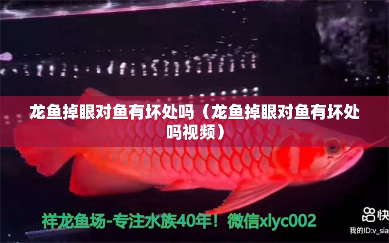 龍魚掉眼對魚有壞處嗎（龍魚掉眼對魚有壞處嗎視頻） 龍魚疾病與治療