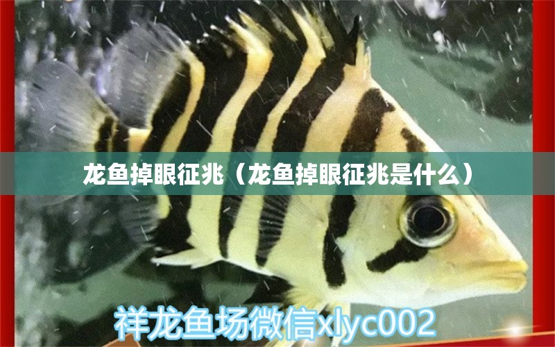 龍魚掉眼征兆（龍魚掉眼征兆是什么） 龍魚疾病與治療