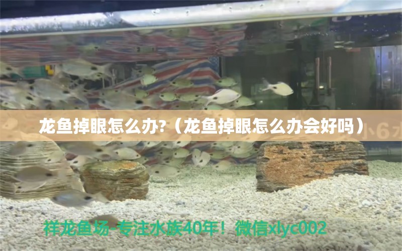 龍魚掉眼怎么辦?（龍魚掉眼怎么辦會(huì)好嗎） 龍魚疾病與治療