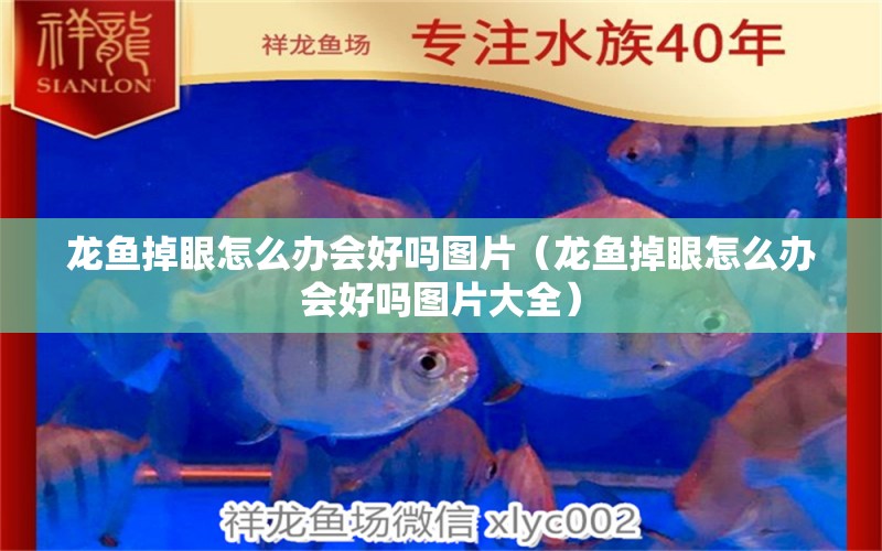 龍魚掉眼怎么辦會好嗎圖片（龍魚掉眼怎么辦會好嗎圖片大全） 龍魚疾病與治療