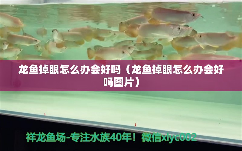 龍魚掉眼怎么辦會好嗎（龍魚掉眼怎么辦會好嗎圖片） 廣州龍魚批發(fā)市場