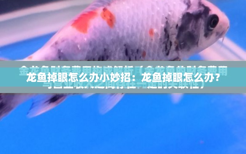 龍魚掉眼怎么辦小妙招：龍魚掉眼怎么辦？ 水族問答 第1張