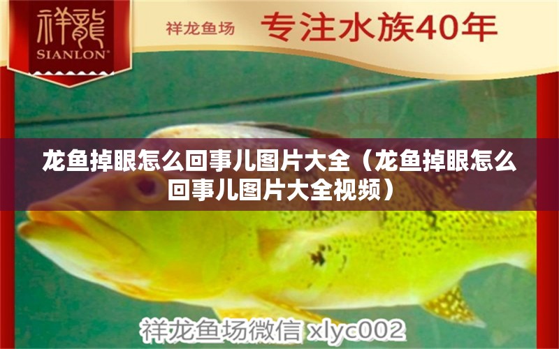 龍魚掉眼怎么回事兒圖片大全（龍魚掉眼怎么回事兒圖片大全視頻）