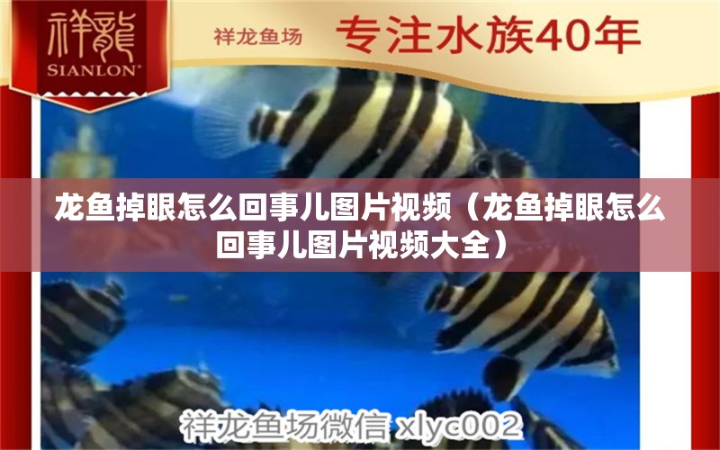 龍魚掉眼怎么回事兒圖片視頻（龍魚掉眼怎么回事兒圖片視頻大全）