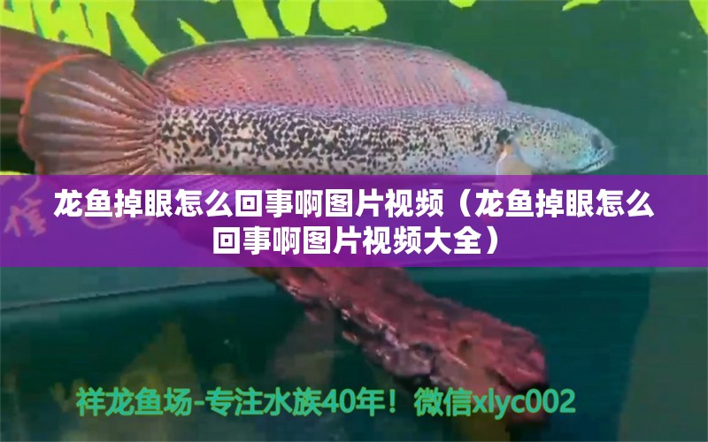 龍魚掉眼怎么回事啊圖片視頻（龍魚掉眼怎么回事啊圖片視頻大全）