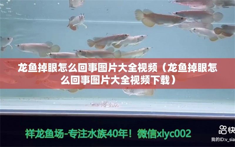 龍魚掉眼怎么回事圖片大全視頻（龍魚掉眼怎么回事圖片大全視頻下載）