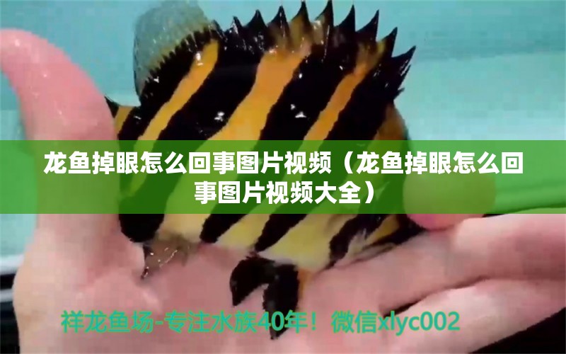 龍魚(yú)掉眼怎么回事圖片視頻（龍魚(yú)掉眼怎么回事圖片視頻大全）