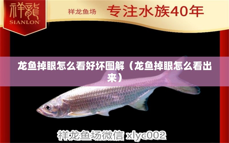 龍魚(yú)掉眼怎么看好壞圖解（龍魚(yú)掉眼怎么看出來(lái)） 三色錦鯉魚(yú)