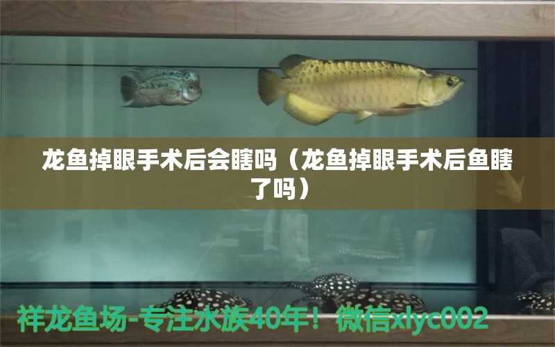 龍魚掉眼手術(shù)后會瞎嗎（龍魚掉眼手術(shù)后魚瞎了嗎）