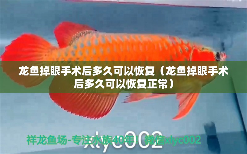 龍魚掉眼手術(shù)后多久可以恢復(fù)（龍魚掉眼手術(shù)后多久可以恢復(fù)正常）