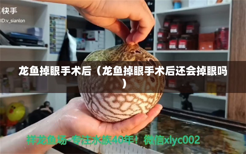 龍魚掉眼手術(shù)后（龍魚掉眼手術(shù)后還會掉眼嗎）