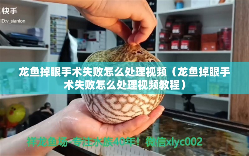 龍魚掉眼手術(shù)失敗怎么處理視頻（龍魚掉眼手術(shù)失敗怎么處理視頻教程） 龍魚疾病與治療