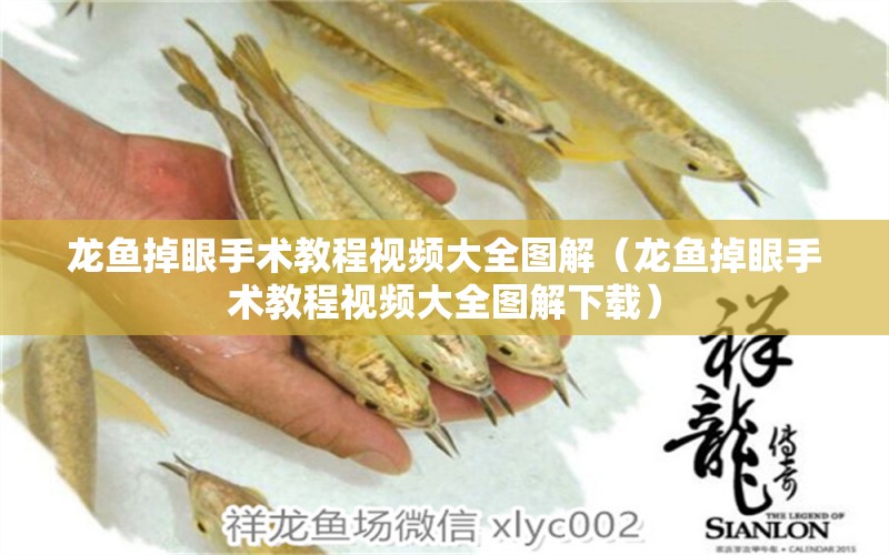 龍魚掉眼手術(shù)教程視頻大全圖解（龍魚掉眼手術(shù)教程視頻大全圖解下載）