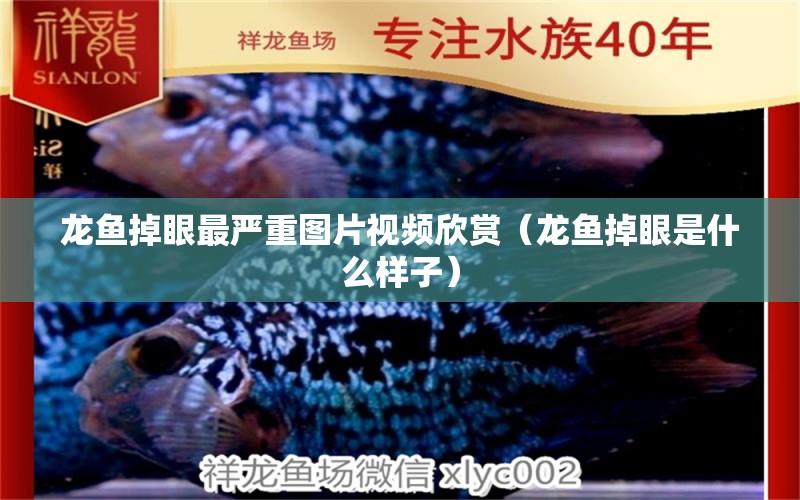 龍魚掉眼最嚴重圖片視頻欣賞（龍魚掉眼是什么樣子）