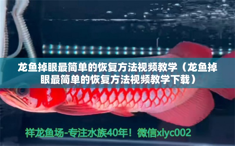 龍魚(yú)掉眼最簡(jiǎn)單的恢復(fù)方法視頻教學(xué)（龍魚(yú)掉眼最簡(jiǎn)單的恢復(fù)方法視頻教學(xué)下載）