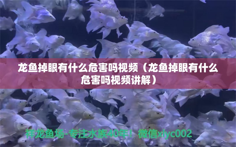 龍魚掉眼有什么危害嗎視頻（龍魚掉眼有什么危害嗎視頻講解）