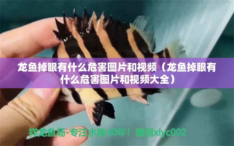 龍魚掉眼有什么危害圖片和視頻（龍魚掉眼有什么危害圖片和視頻大全）