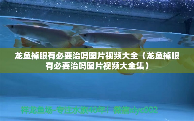 龍魚掉眼有必要治嗎圖片視頻大全（龍魚掉眼有必要治嗎圖片視頻大全集）