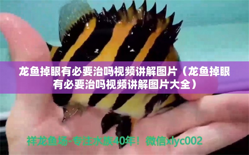 龍魚掉眼有必要治嗎視頻講解圖片（龍魚掉眼有必要治嗎視頻講解圖片大全）