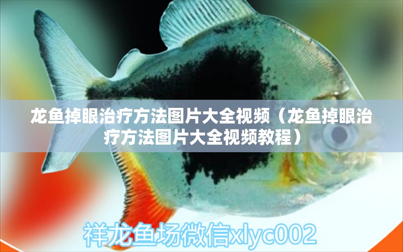 龍魚掉眼治療方法圖片大全視頻（龍魚掉眼治療方法圖片大全視頻教程） 龍魚疾病與治療