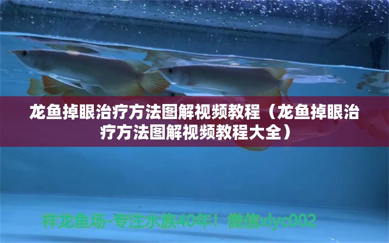 龍魚掉眼治療方法圖解視頻教程（龍魚掉眼治療方法圖解視頻教程大全）