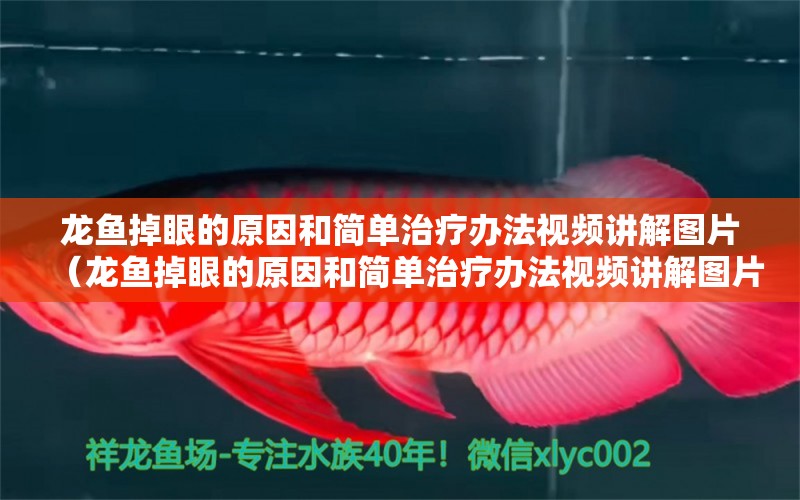 龍魚掉眼的原因和簡(jiǎn)單治療辦法視頻講解圖片（龍魚掉眼的原因和簡(jiǎn)單治療辦法視頻講解圖片）