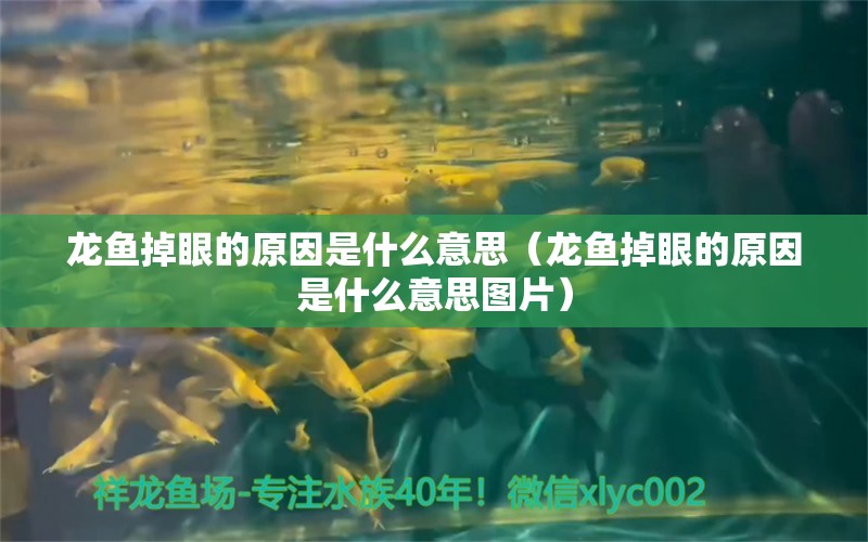 龍魚掉眼的原因是什么意思（龍魚掉眼的原因是什么意思圖片）