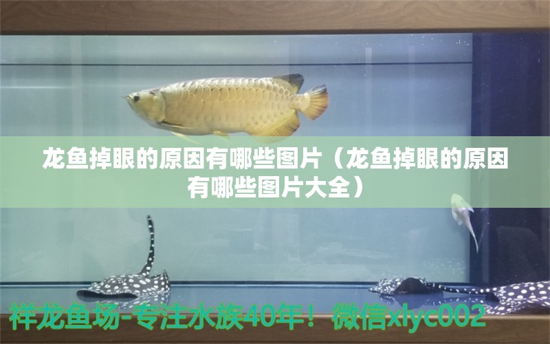 龍魚掉眼的原因有哪些圖片（龍魚掉眼的原因有哪些圖片大全）