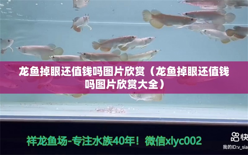 龍魚掉眼還值錢嗎圖片欣賞（龍魚掉眼還值錢嗎圖片欣賞大全）