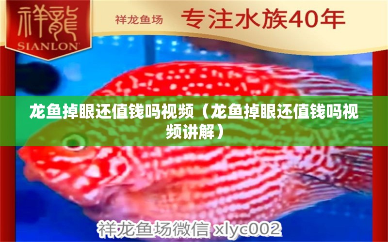 龍魚掉眼還值錢嗎視頻（龍魚掉眼還值錢嗎視頻講解）