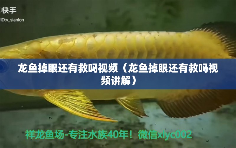 龍魚掉眼還有救嗎視頻（龍魚掉眼還有救嗎視頻講解）