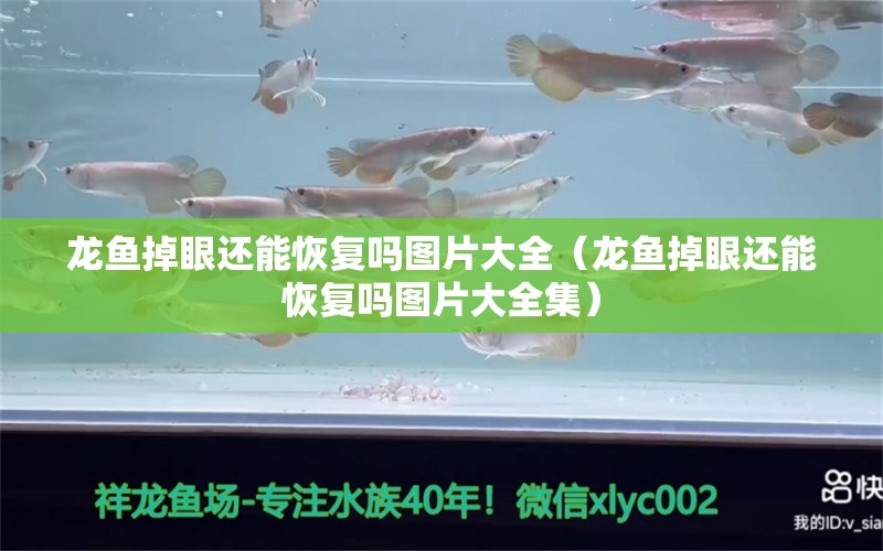 龍魚(yú)掉眼還能恢復(fù)嗎圖片大全（龍魚(yú)掉眼還能恢復(fù)嗎圖片大全集） 龍魚(yú)疾病與治療