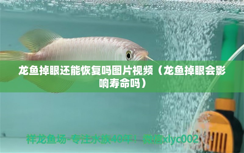 龍魚掉眼還能恢復(fù)嗎圖片視頻（龍魚掉眼會影響壽命嗎） 龍魚百科 第1張