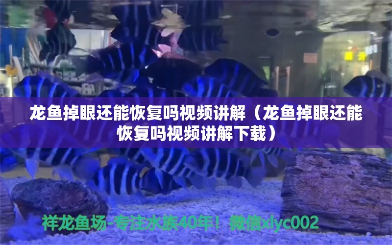 龍魚掉眼還能恢復(fù)嗎視頻講解（龍魚掉眼還能恢復(fù)嗎視頻講解下載）