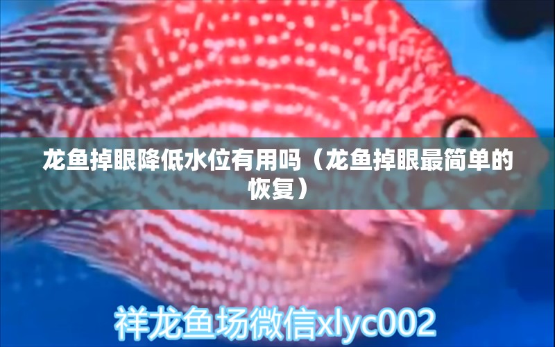 龍魚掉眼降低水位有用嗎（龍魚掉眼最簡單的恢復(fù)）