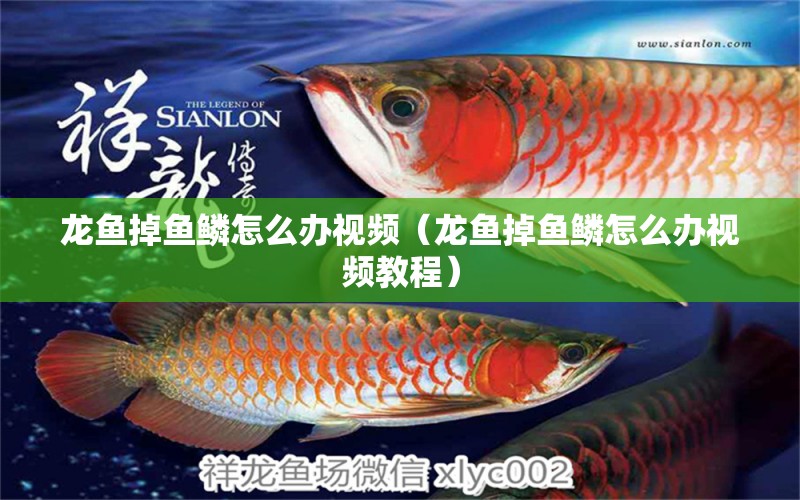 龍魚掉魚鱗怎么辦視頻（龍魚掉魚鱗怎么辦視頻教程）