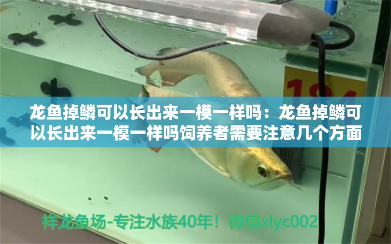 龍魚掉鱗可以長出來一模一樣嗎：龍魚掉鱗可以長出來一模一樣嗎飼養(yǎng)者需要注意幾個方面 龍魚百科 第2張