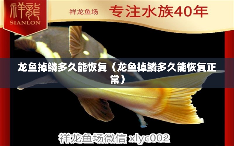 龍魚(yú)掉鱗多久能恢復(fù)（龍魚(yú)掉鱗多久能恢復(fù)正常）