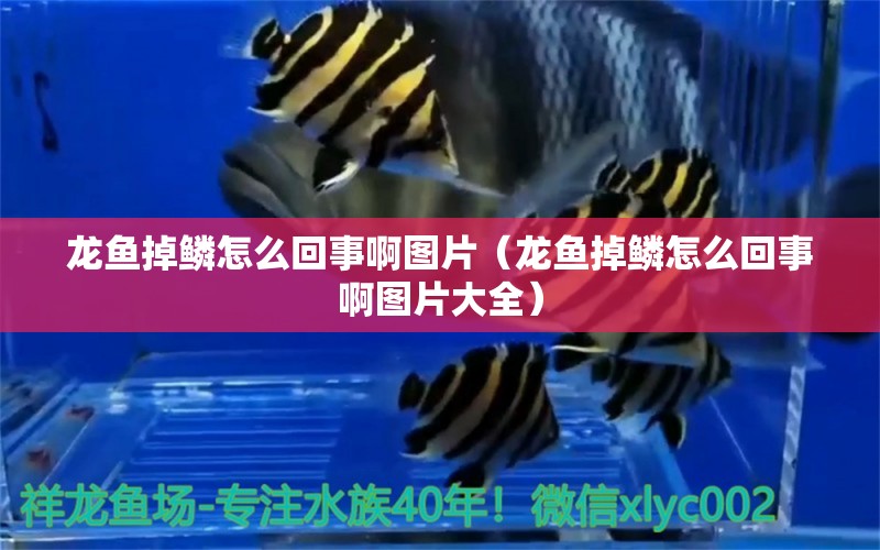 龍魚掉鱗怎么回事啊圖片（龍魚掉鱗怎么回事啊圖片大全）