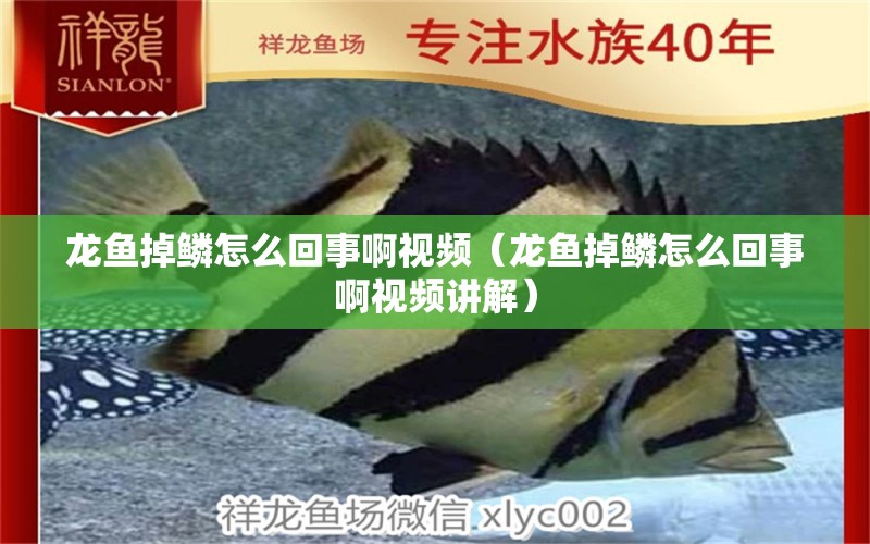 龍魚(yú)掉鱗怎么回事啊視頻（龍魚(yú)掉鱗怎么回事啊視頻講解）