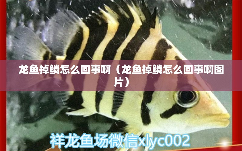 龍魚(yú)掉鱗怎么回事?。堲~(yú)掉鱗怎么回事啊圖片）