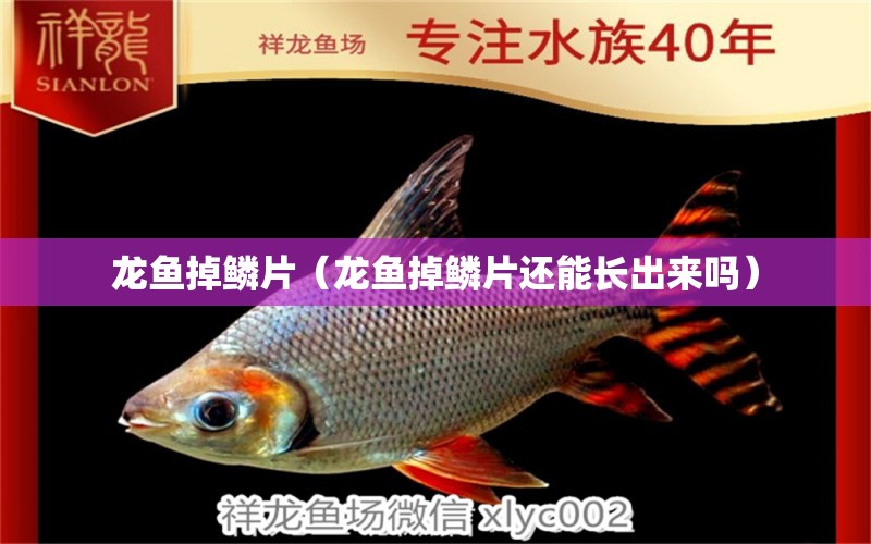 龍魚掉鱗片（龍魚掉鱗片還能長出來嗎）