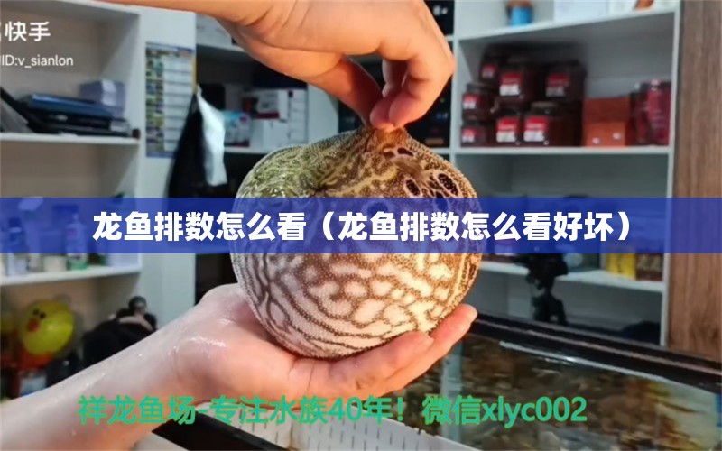 龍魚(yú)排數(shù)怎么看（龍魚(yú)排數(shù)怎么看好壞）