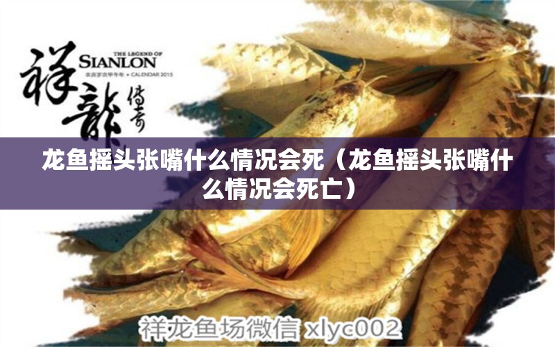 龍魚搖頭張嘴什么情況會(huì)死（龍魚搖頭張嘴什么情況會(huì)死亡） 祥龍魚場(chǎng)