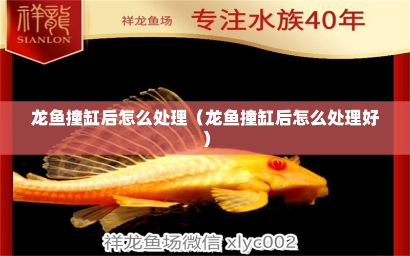 龍魚撞缸后怎么處理（龍魚撞缸后怎么處理好） 廣州龍魚批發(fā)市場