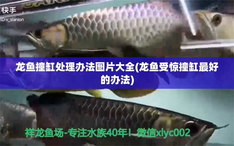 龍魚撞缸處理辦法圖片大全(龍魚受驚撞缸最好的辦法) 黃金貓魚百科 第1張