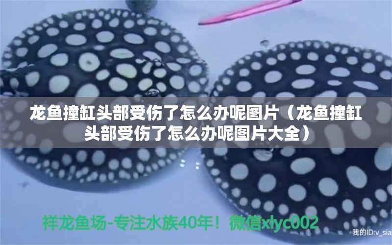 龍魚撞缸頭部受傷了怎么辦呢圖片（龍魚撞缸頭部受傷了怎么辦呢圖片大全）