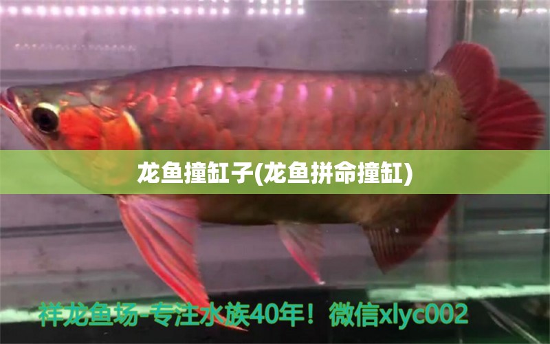 龍魚撞缸子(龍魚拼命撞缸) 觀賞魚企業(yè)目錄